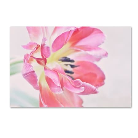 Cora Niele 'Cerise Tulip' Canvas Art,30x47